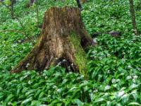 Morscher Baumstumpf im Bärlauchfeld